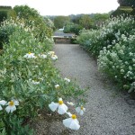 bourton-house-garden-the-white-garden